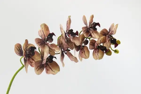 Why is the Real Touch Artificial Moth Orchid Popular in Luxury Decor?